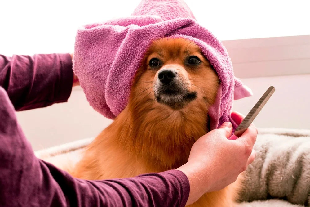 Hund im Handtuch bei der Fellpflege