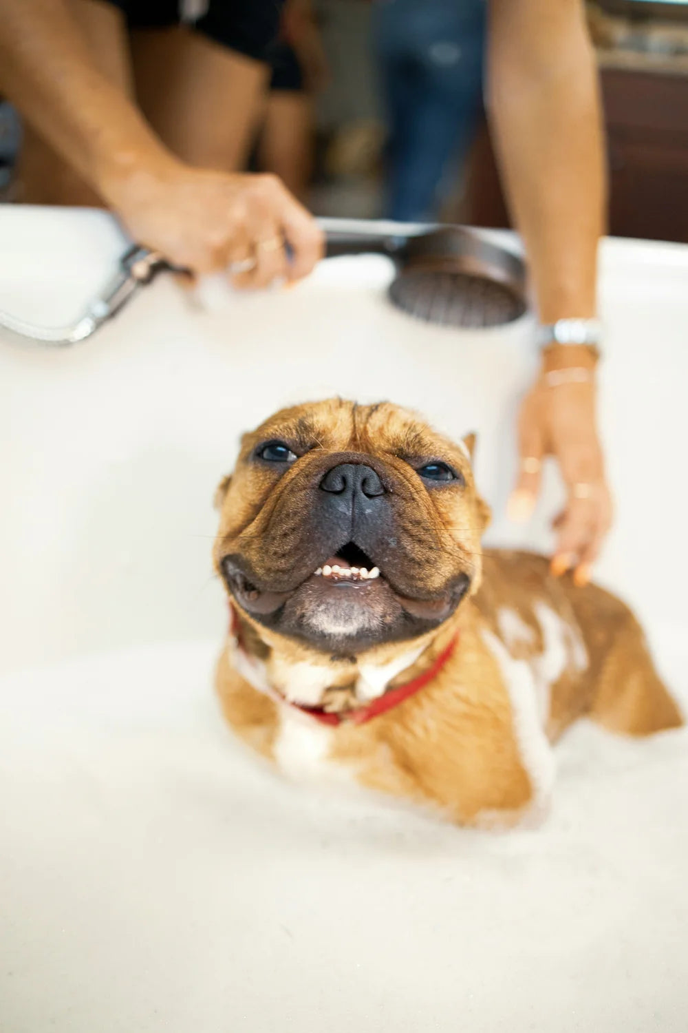 Hund beim Baden