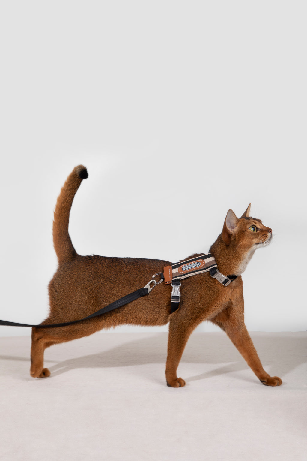 Katzengeschirr- und Leinen-Set – gestreift