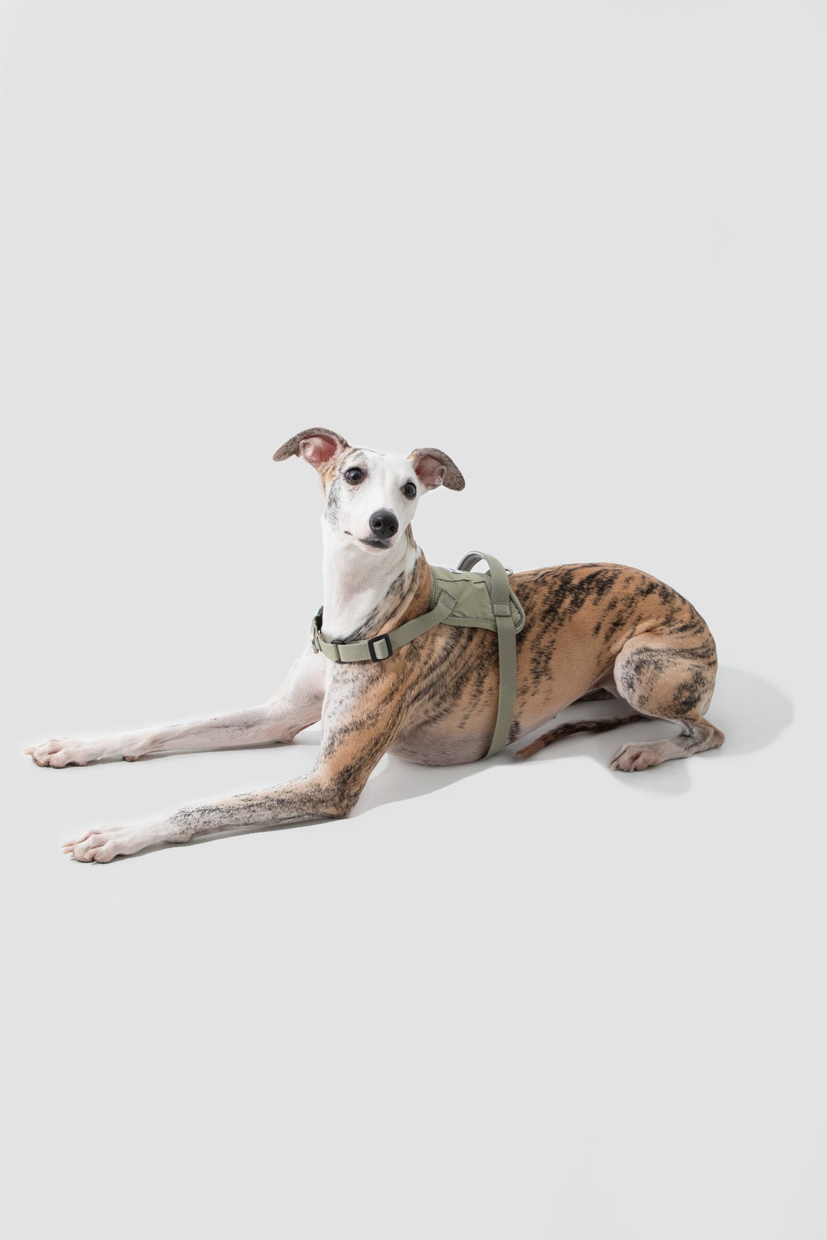 Quick-On Anti-Pull Harness