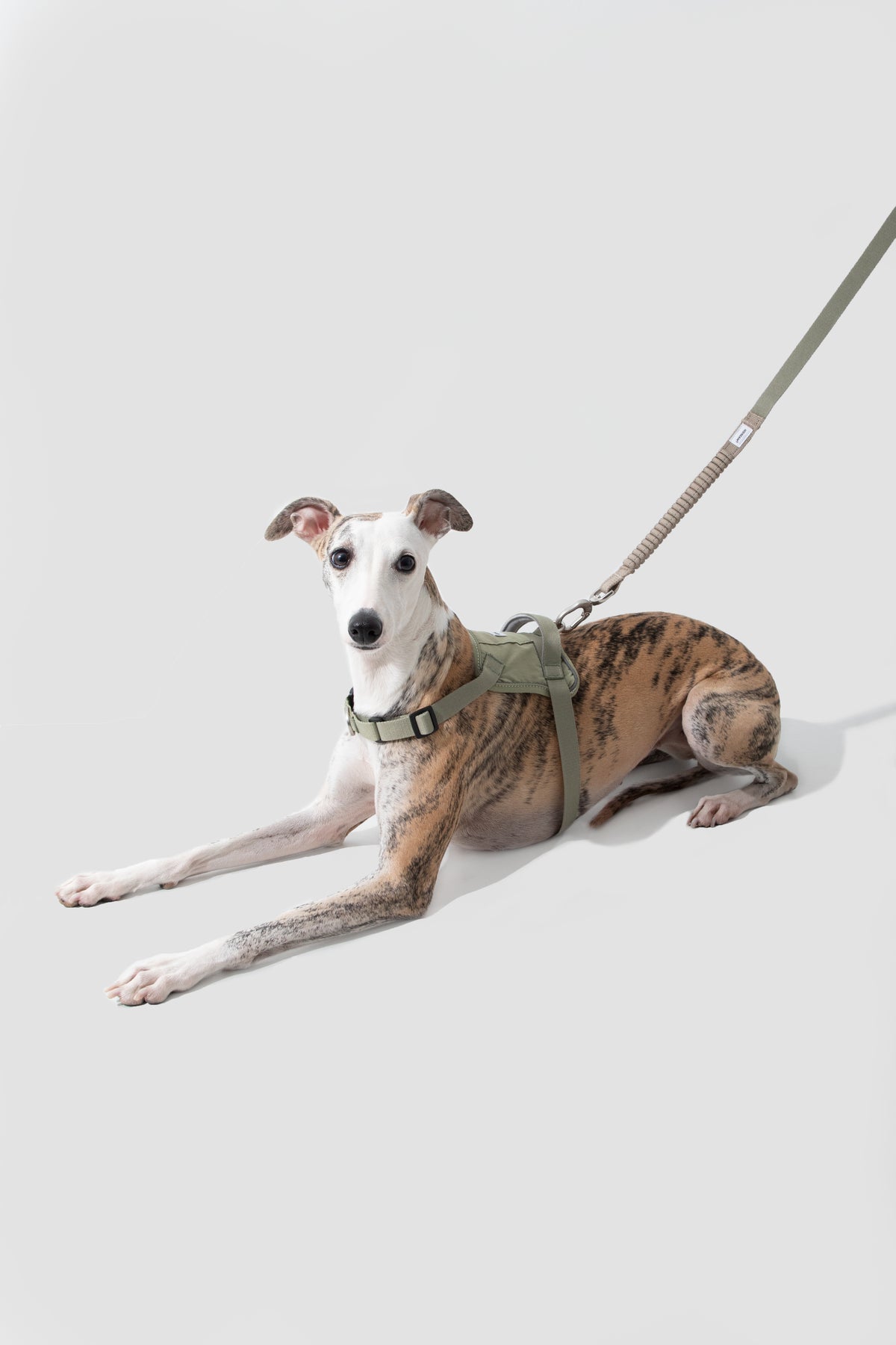Quick-On Anti-Pull Harness