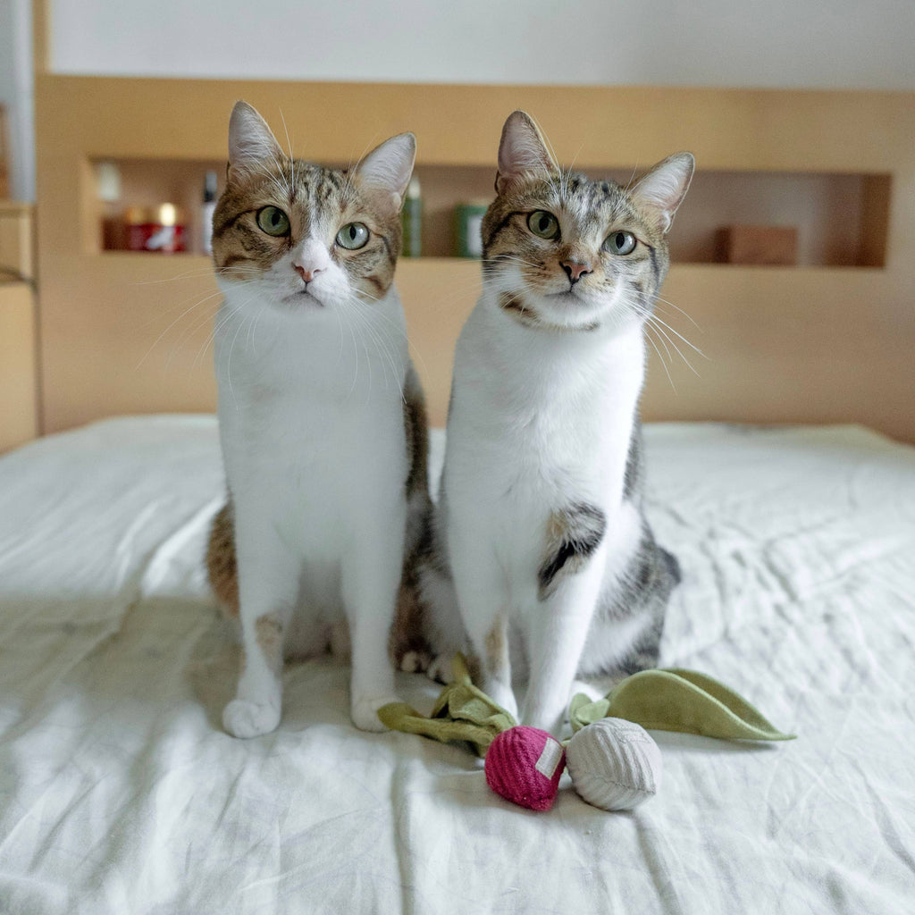 Catnip Toy KITTY RADISH Beetroot – Lambwolf Collective