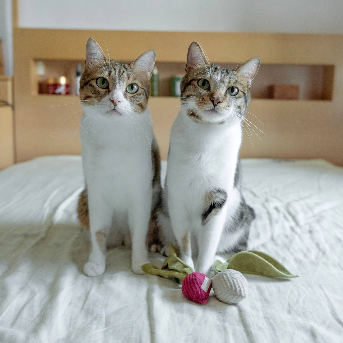 Catnip Toy KITTY RADISH Beetroot – Lambwolf Collective