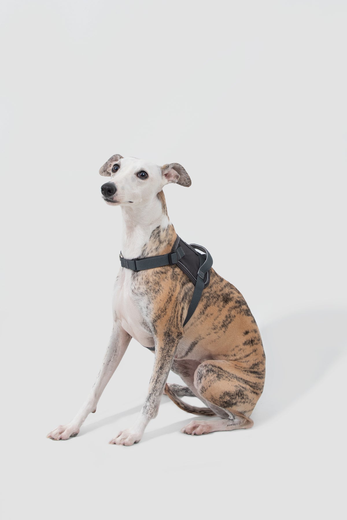 Quick-On Anti-Pull Harness