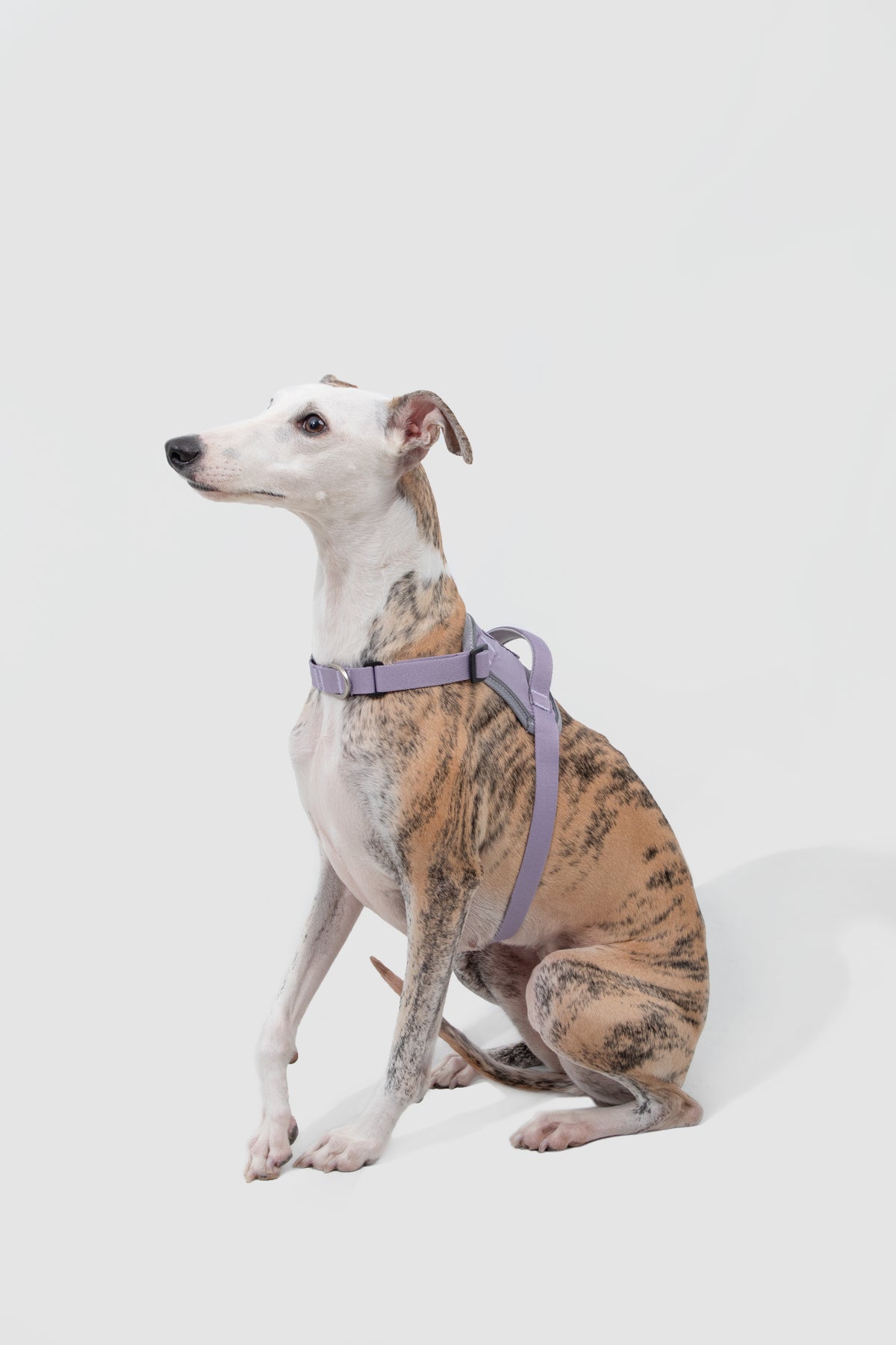 Quick-On Anti-Pull Harness
