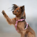 Pettorina regolabile per cani Sicily – MINLA