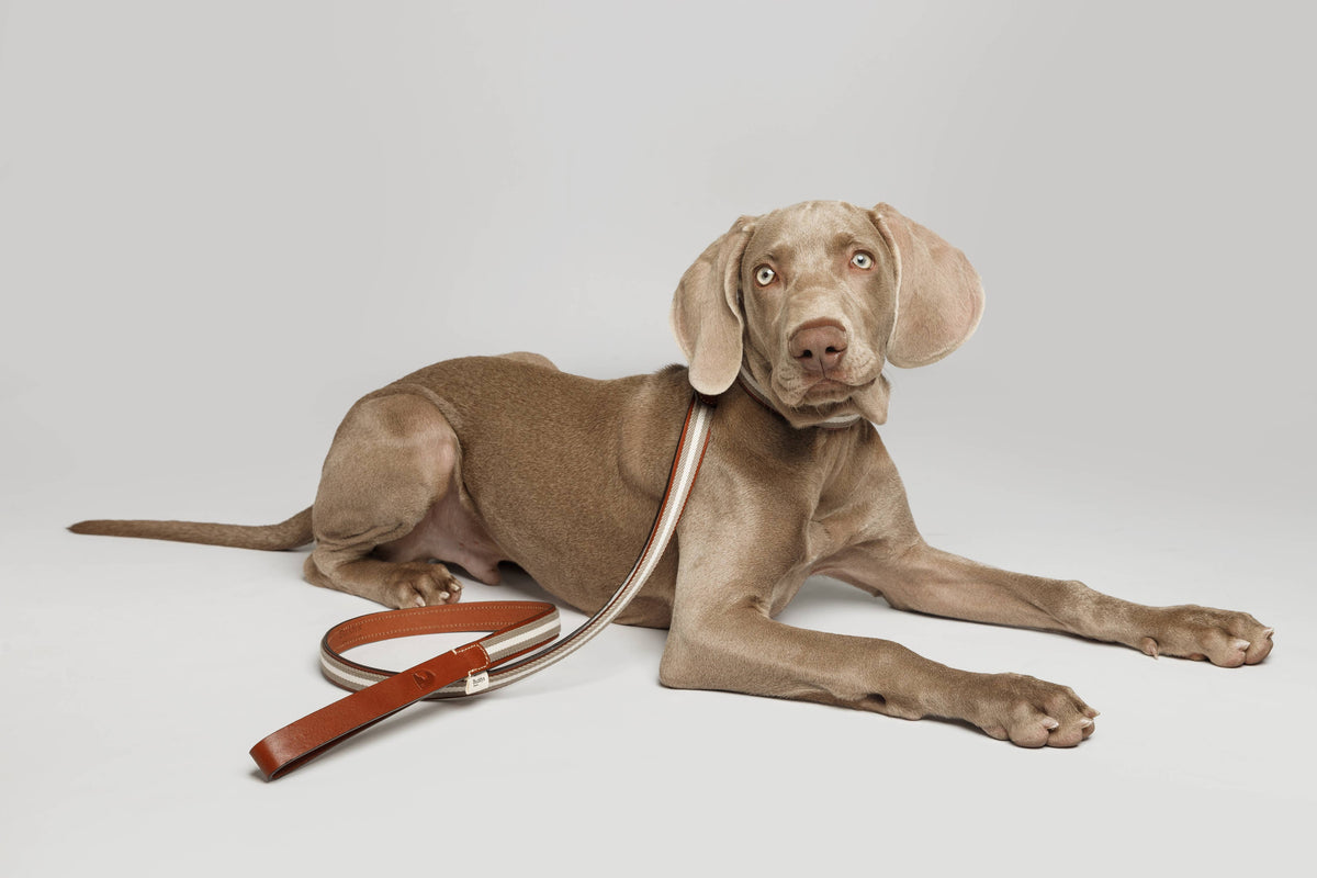 Collare Baseball Grey – Buddys Dogwear