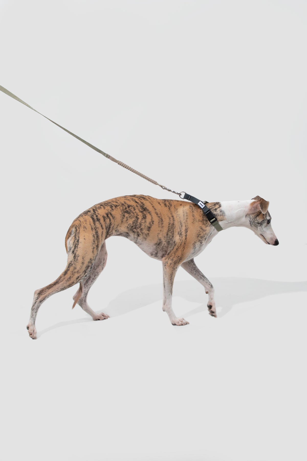 Multi-Functional Shock-Absorbing Leash