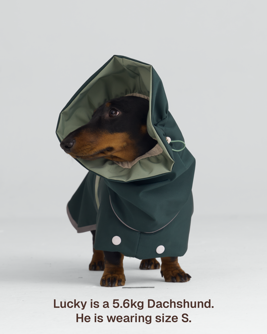 Heath Dog Raincoat – Zumizumi