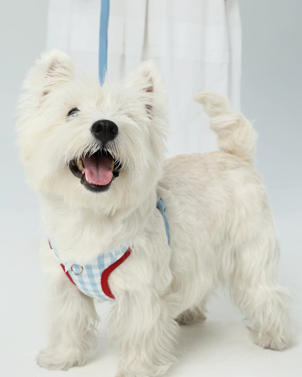 Pettorina per Cani “Bliss X-Shape”