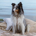 Ergonomisches Hundegeschirr Midsummer – MINLA