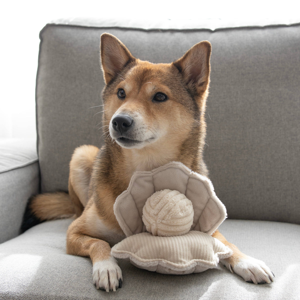 OYSTER POP - Enriching game for dogs