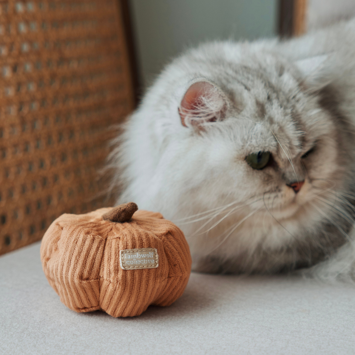 VEGETARIAN KITTY SET