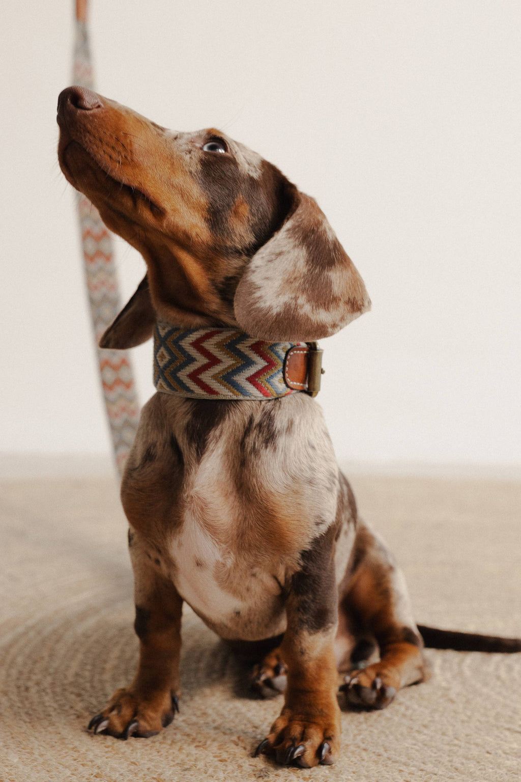 Collare Naya ZigZag – Buddys Dogwear