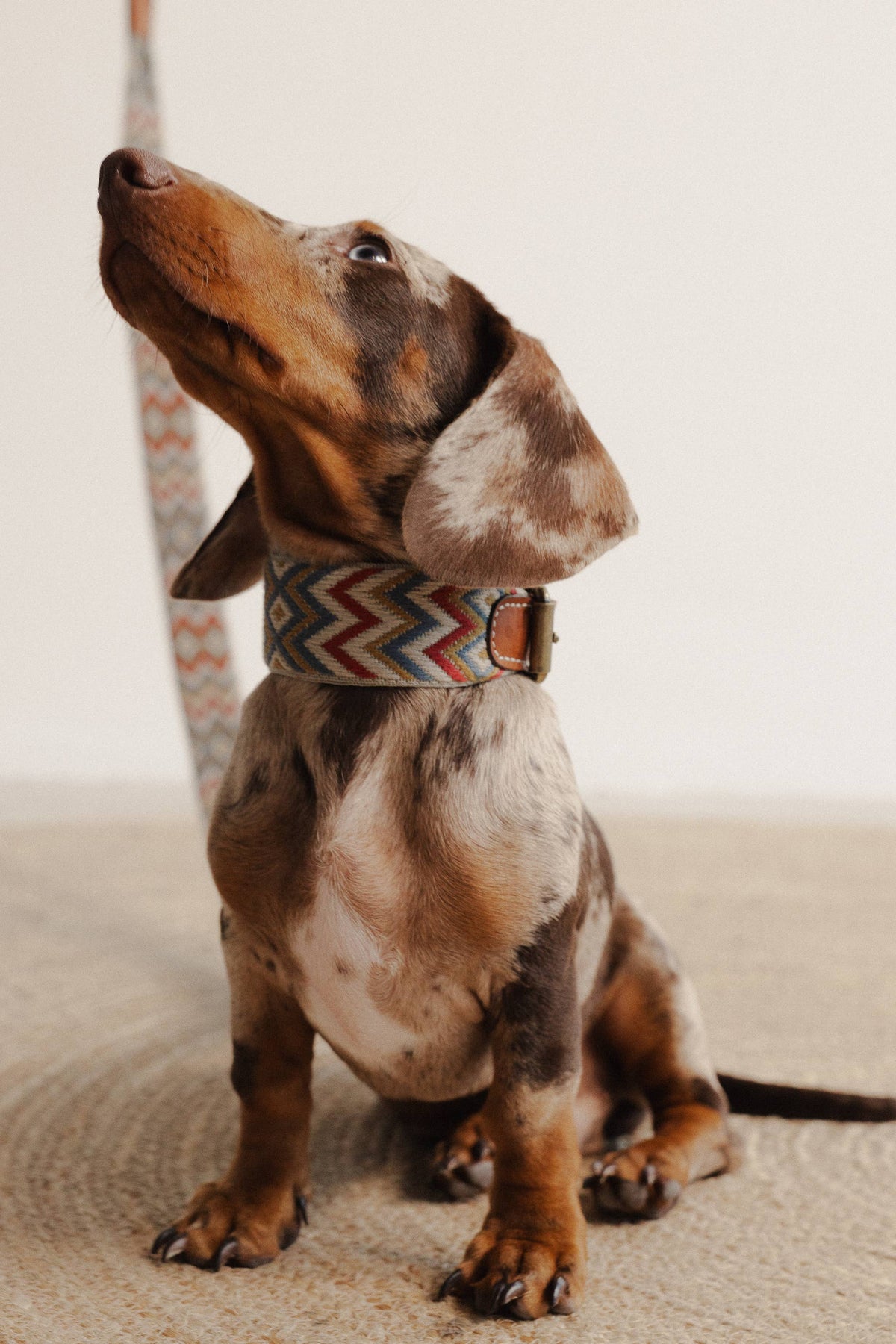 Collare Naya ZigZag – Buddys Dogwear