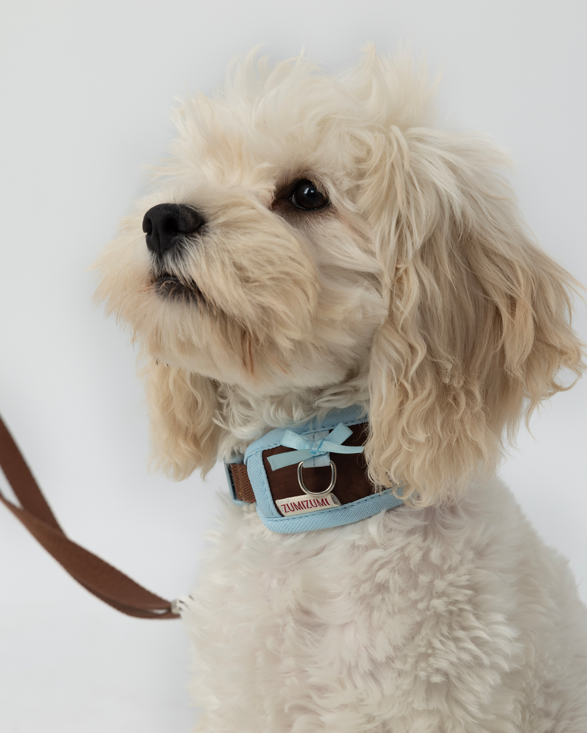 Chelsea Everyday Collar Brown/Blue – Zumizumi