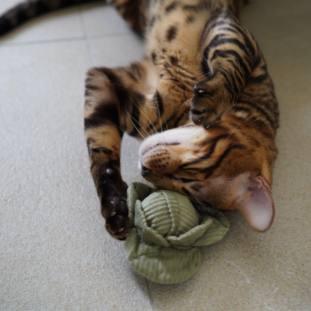 VEGETARIAN KITTY SET