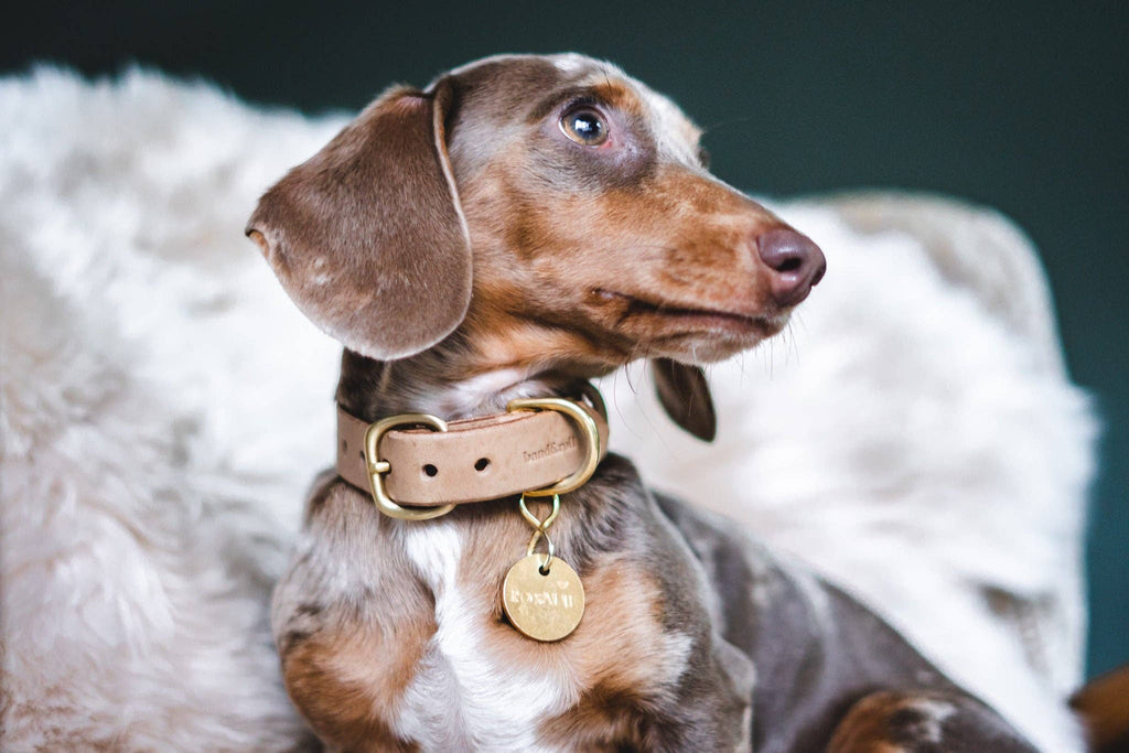 Fir Leather Dog Collar Brown, Size XS – BAND&ROLL