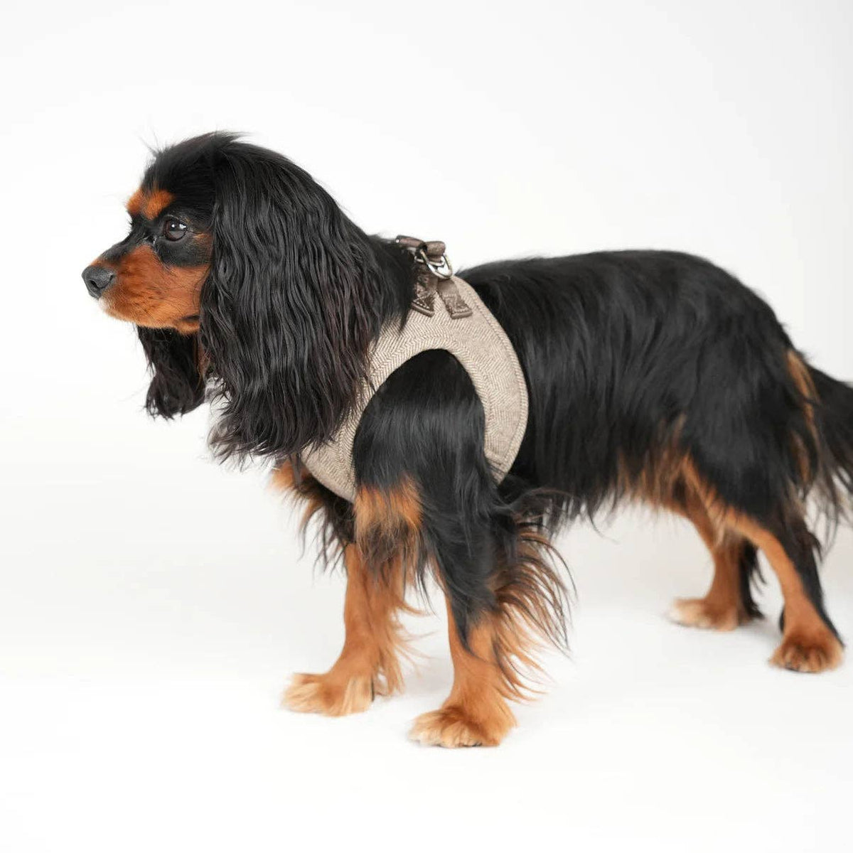 Saga Step-In Dog Harness | Mocca: M