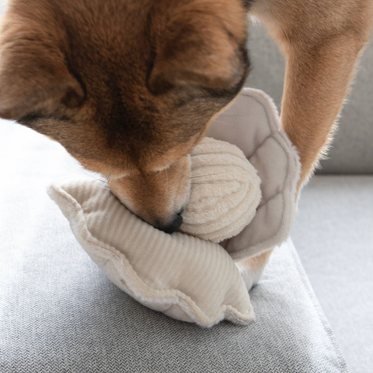 OYSTER POP - Enriching game for dogs