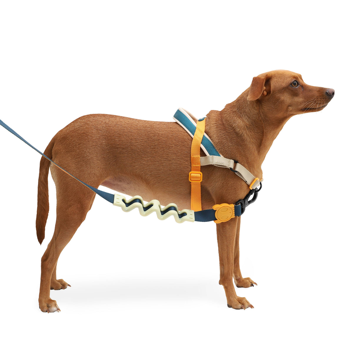 Voyage 2.0 Bungee Leash: S