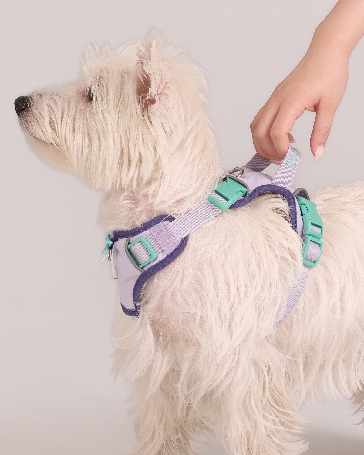 Pettorina Step-In Chelsea – Zumizumi