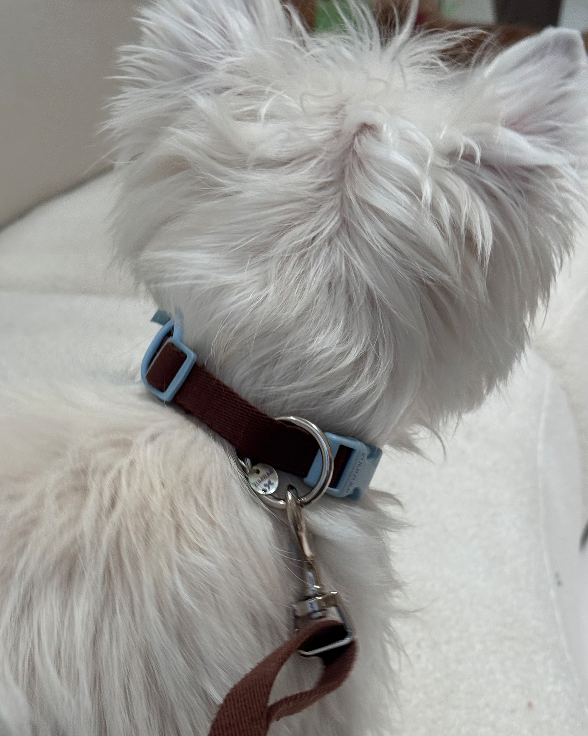 Chelsea Everyday Collar Brown/Blue – Zumizumi