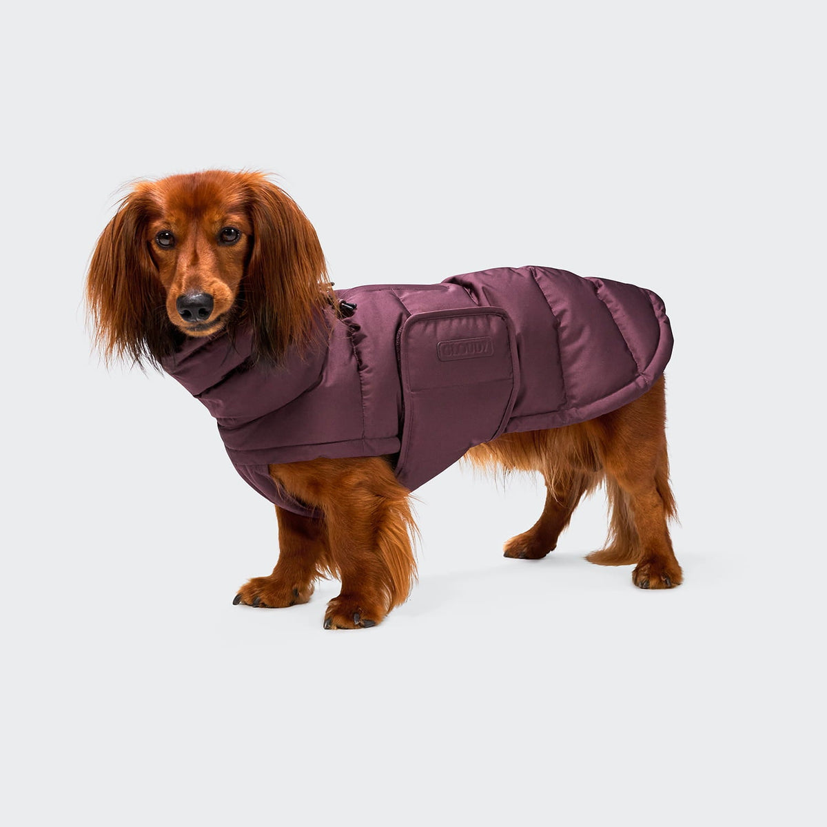 Cappotto per bassotto Alaska Dark Aubergine – CLOUD7