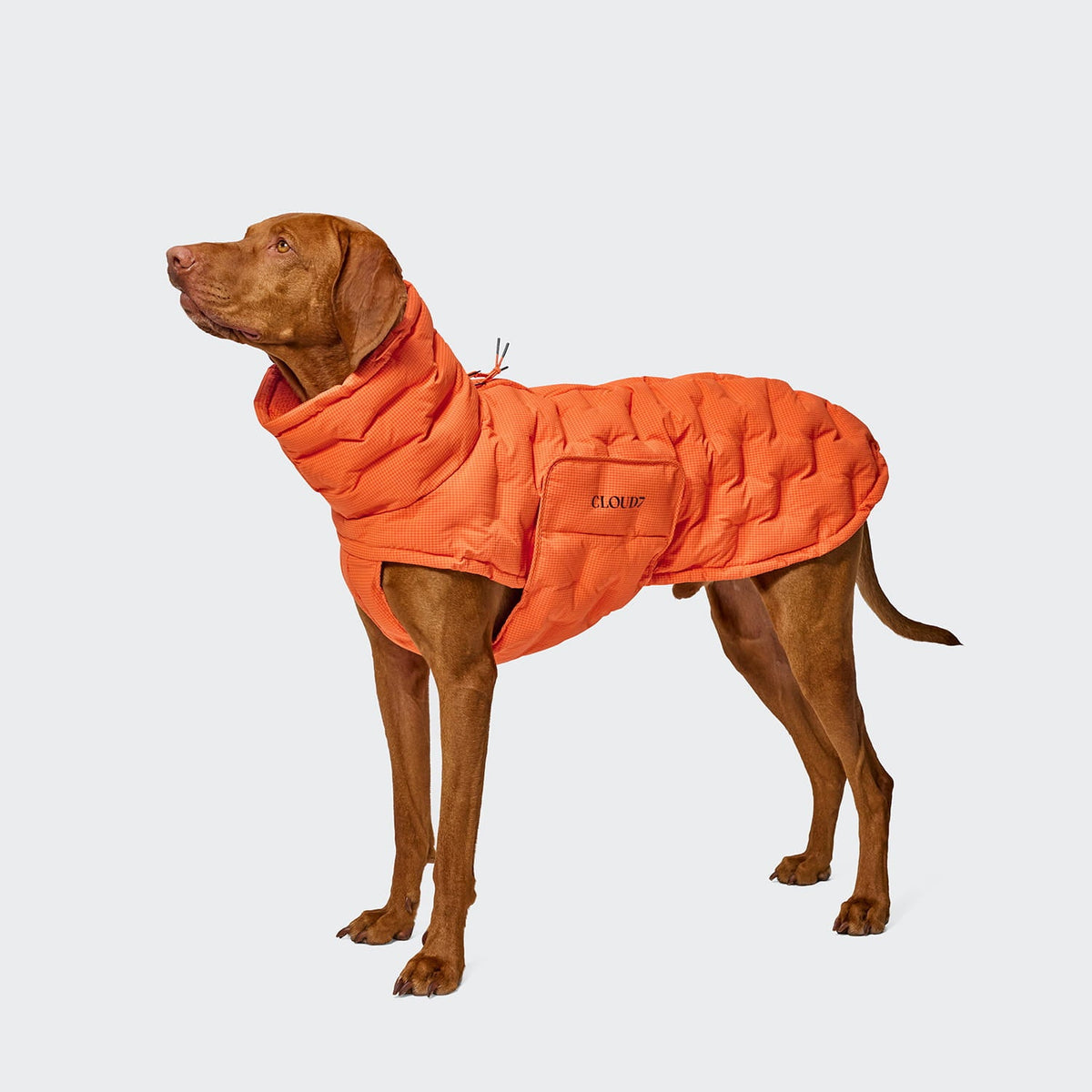 Cappotto per cani Alaska Seersucker Orange – CLOUD7