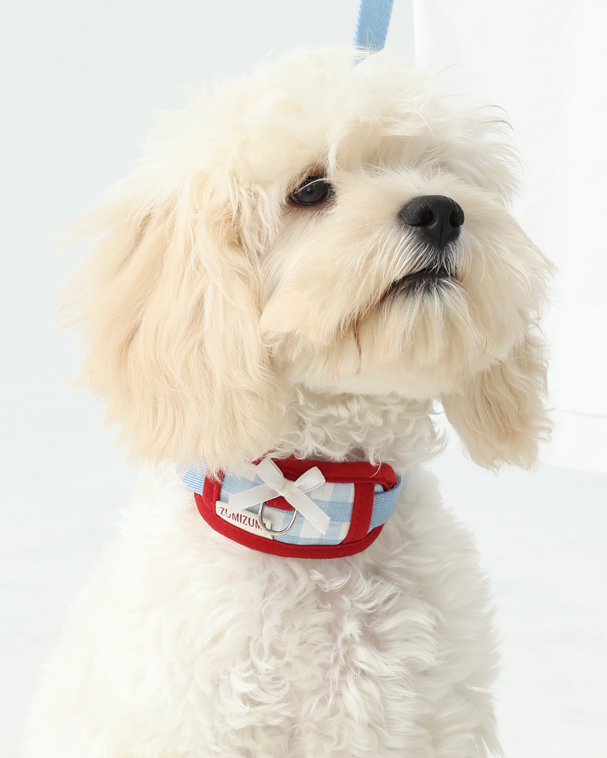 Chelsea Everyday Collar Blue/Red – Zumizumi