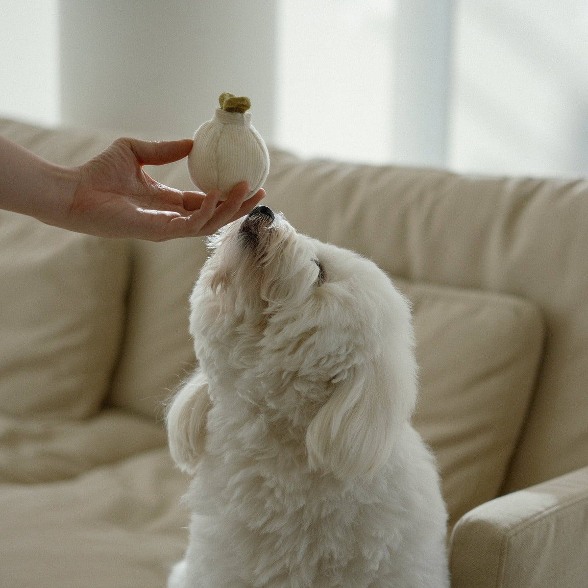 Gioco interattivo per cani GARLIC POP Mini – Lambwolf Collective