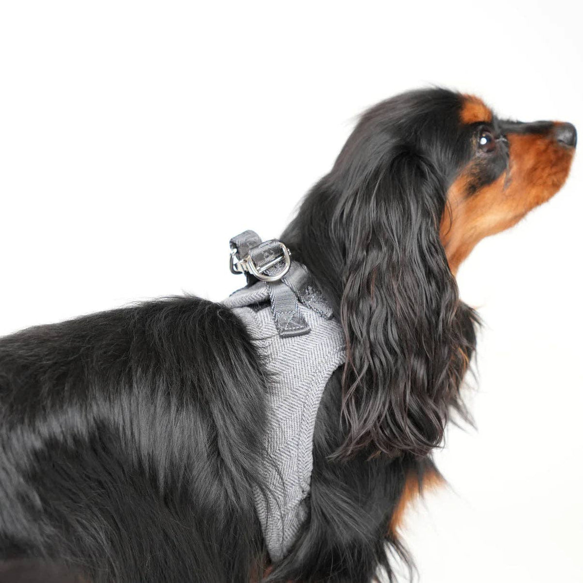 Saga Step-In Dog Harness | Powder Blue: M