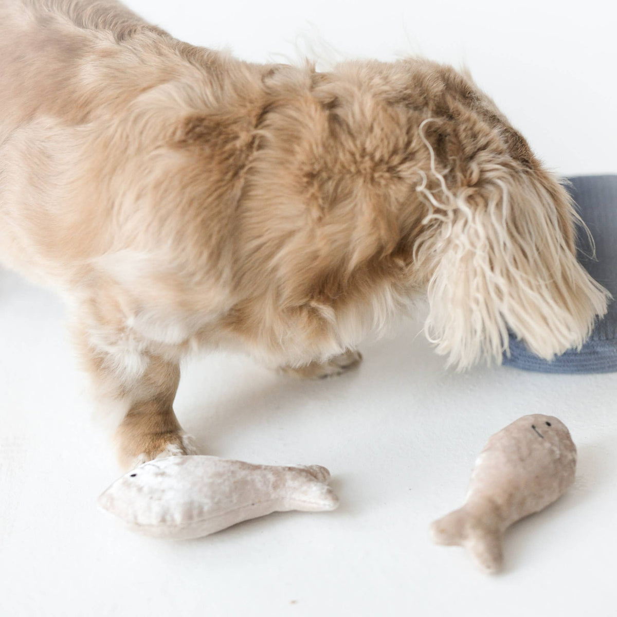 Gioco olfattivo per cani SARDINE – Lambwolf Collective