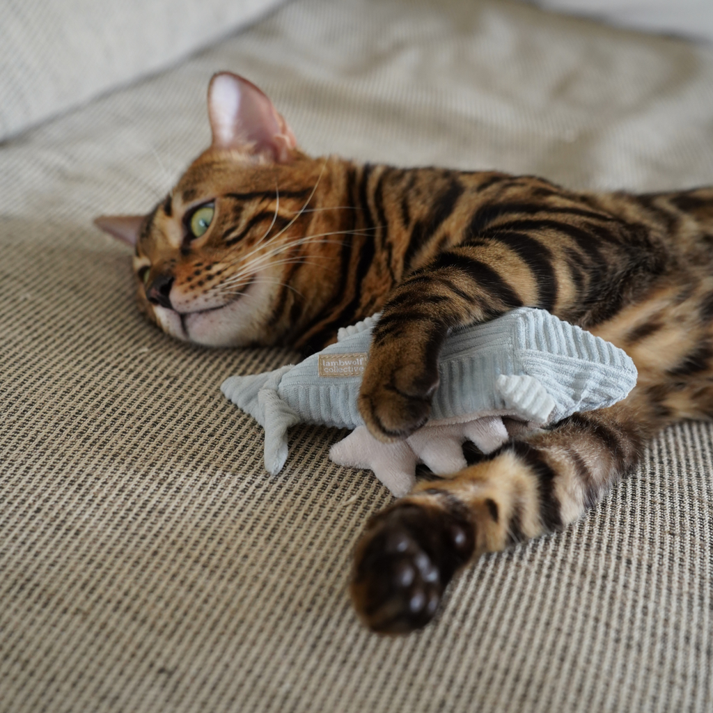 KATZENWELPEN-FORELLE
