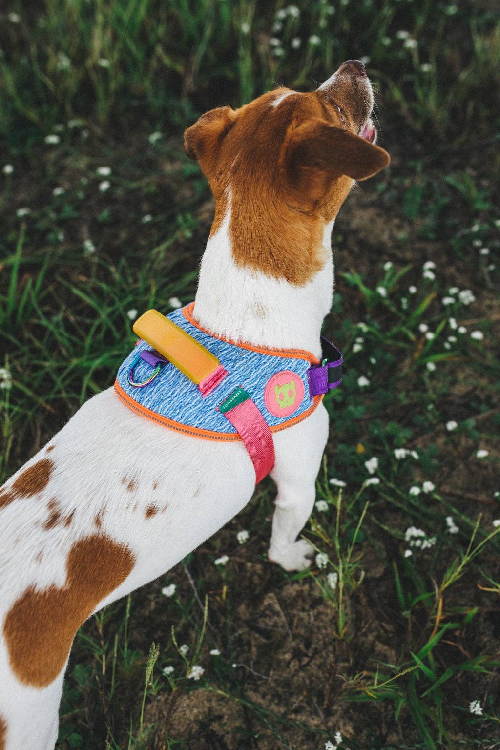 Harness with Handle - Flyharness Galaxy